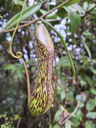 Nepenthes mikei