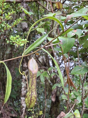 Nepenthes mikei