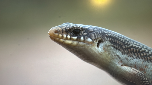 Great Plains Skink