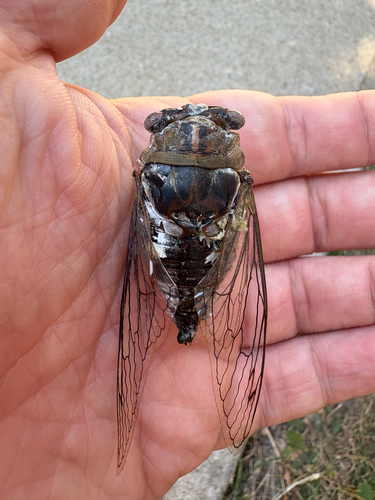Northern Dusk-singing Cicada photo 4