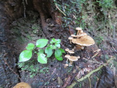 Geniostoma ligustrifolium ligustrifolium