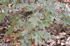 Quercus georgiana