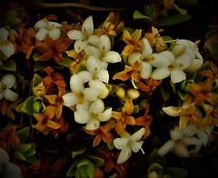Pimelea buxifolia
