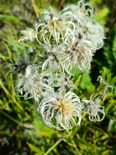 Narrow three-leaf clematis (Clematis hexapetala)