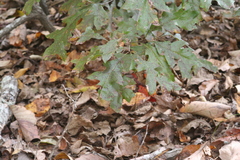Quercus georgiana