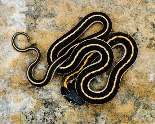 Western Black-necked Gartersnake