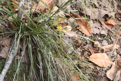Pityopsis aspera aspera