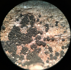 Berkleasmium conglobatum