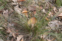 Piptochaetium avenaceum