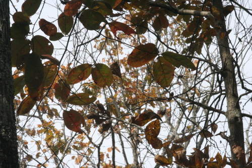 Image of Prunus alabamensis by (c) runcator, some rights reserved (CC BY)