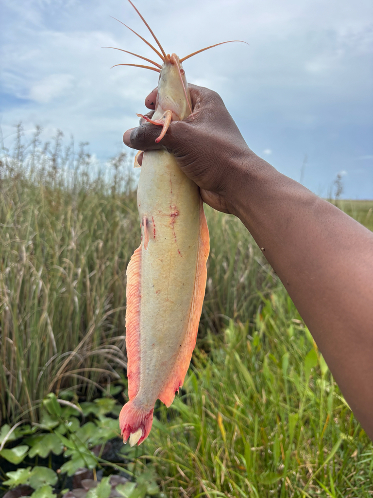 Walking catfish (Clarias batrachus) — Clariidae