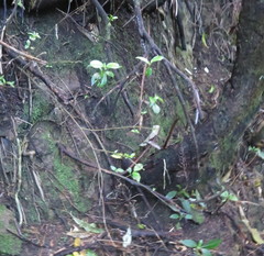 Geniostoma ligustrifolium ligustrifolium