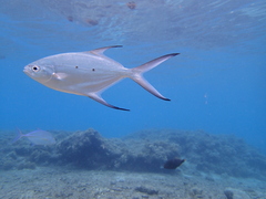 Trachinotus baillonii