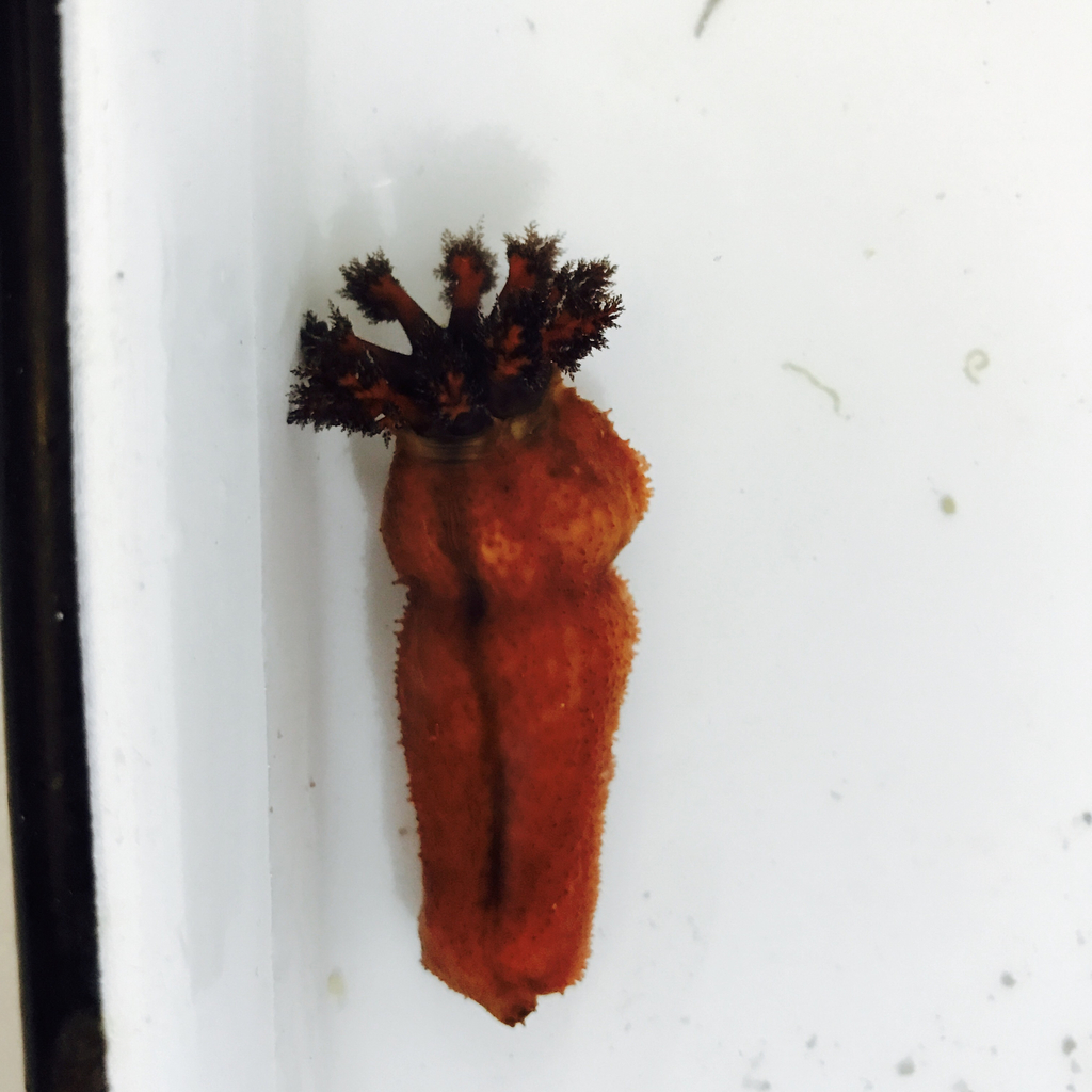 Flame Sea Cucumber
