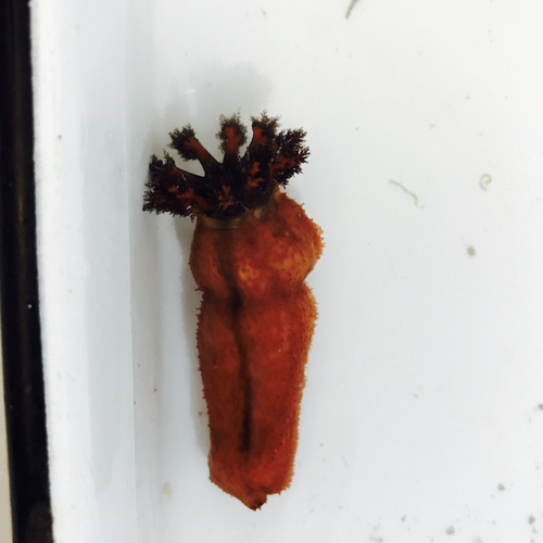 Cucumaria flamma