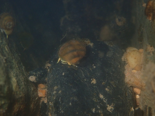 Round Rocksnail