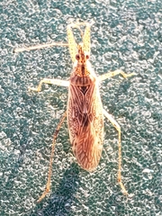 Nabis roseipennis