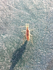 Nabis roseipennis