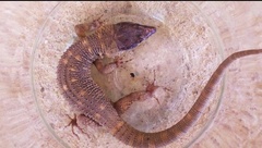 Lepidophyma occulor