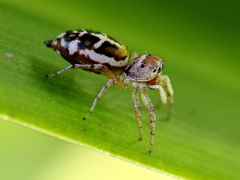 Cosmophasis baehrae