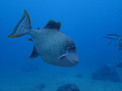 Pseudobalistes flavimarginatus
