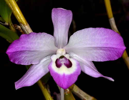 Dendrobium linawianum