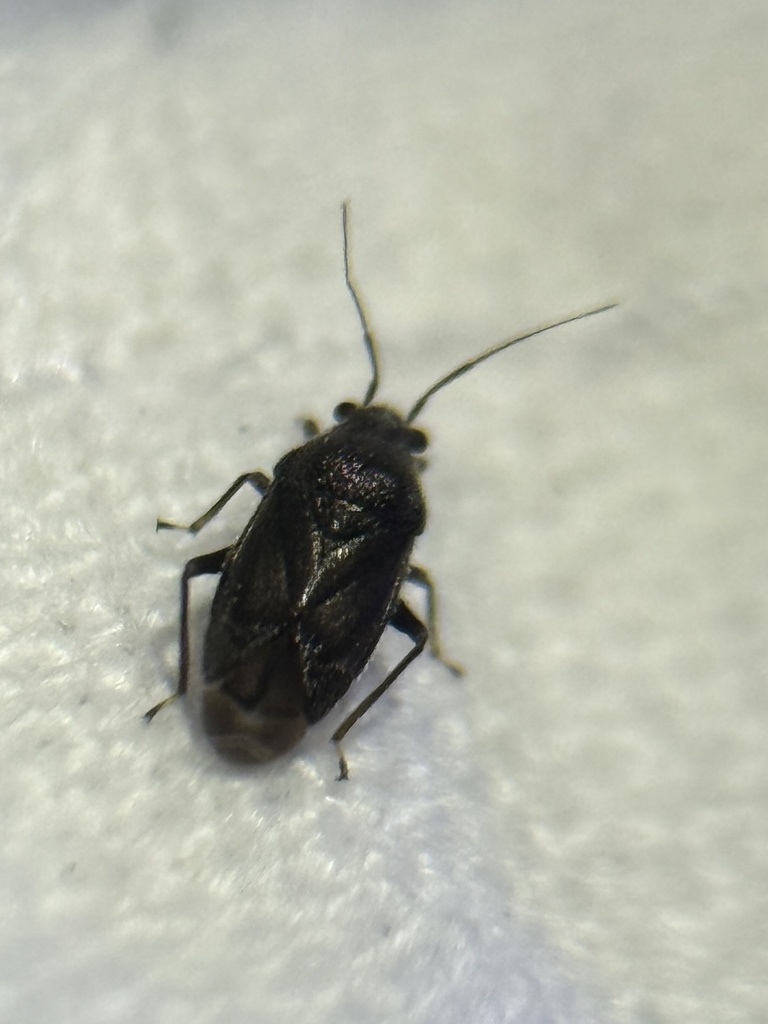 Sixeonotus albohirtus
