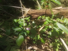 Impatiens hochstetteri