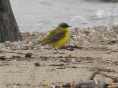 Motacilla flava thunbergi