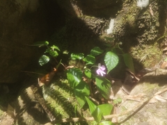 Impatiens hochstetteri