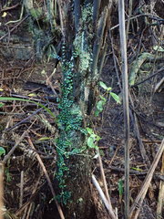 Geniostoma ligustrifolium ligustrifolium