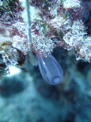 Rhopalaea circula