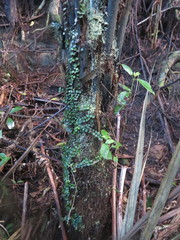 Geniostoma ligustrifolium ligustrifolium