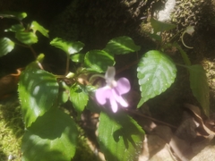 Impatiens hochstetteri