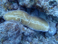 Ctenactis