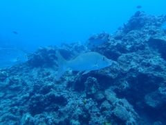 Lethrinus olivaceus