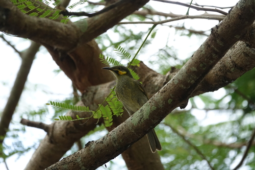 Foulehaio carunculatus observed 2025-08-09