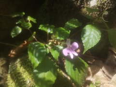 Impatiens hochstetteri