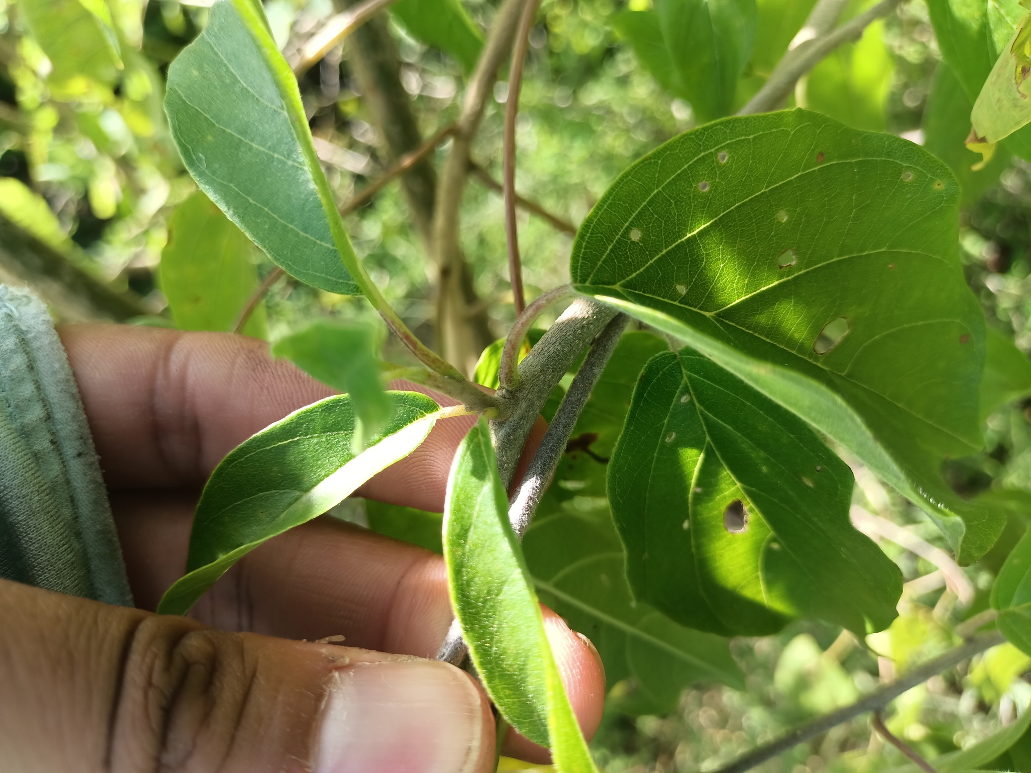 Imagem de Heteropterys brachiata