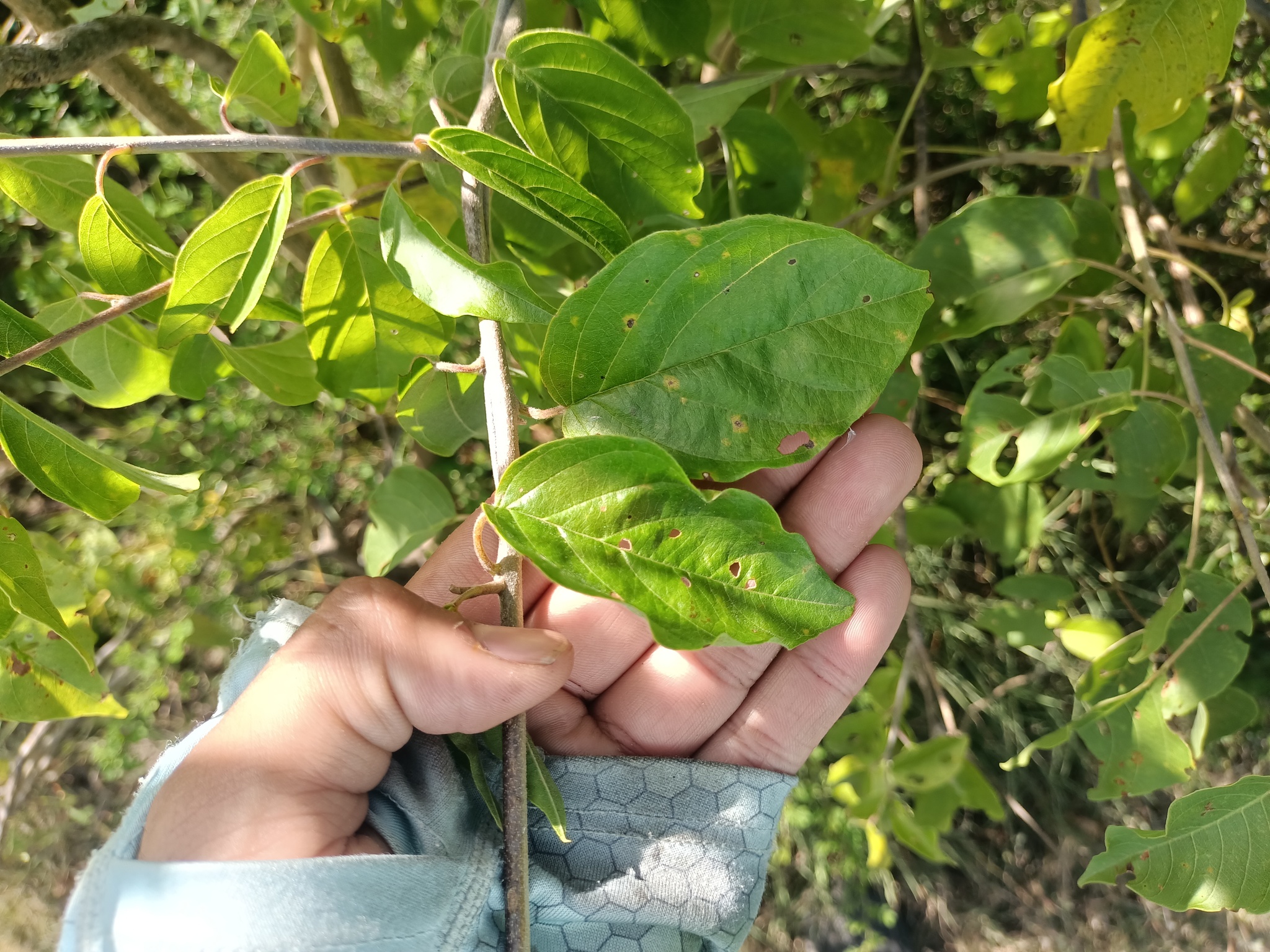 Imagem de Heteropterys brachiata