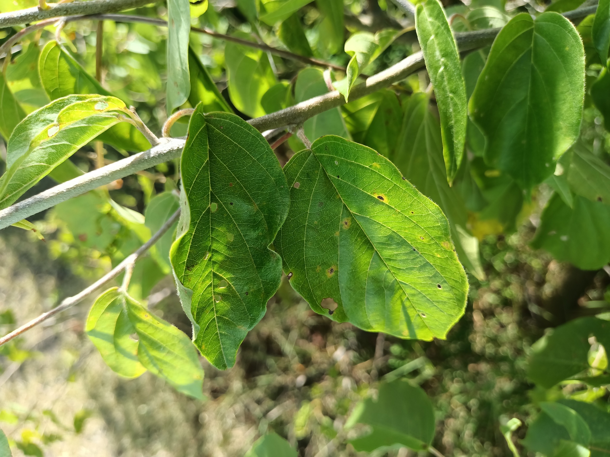 Imagem de Heteropterys brachiata