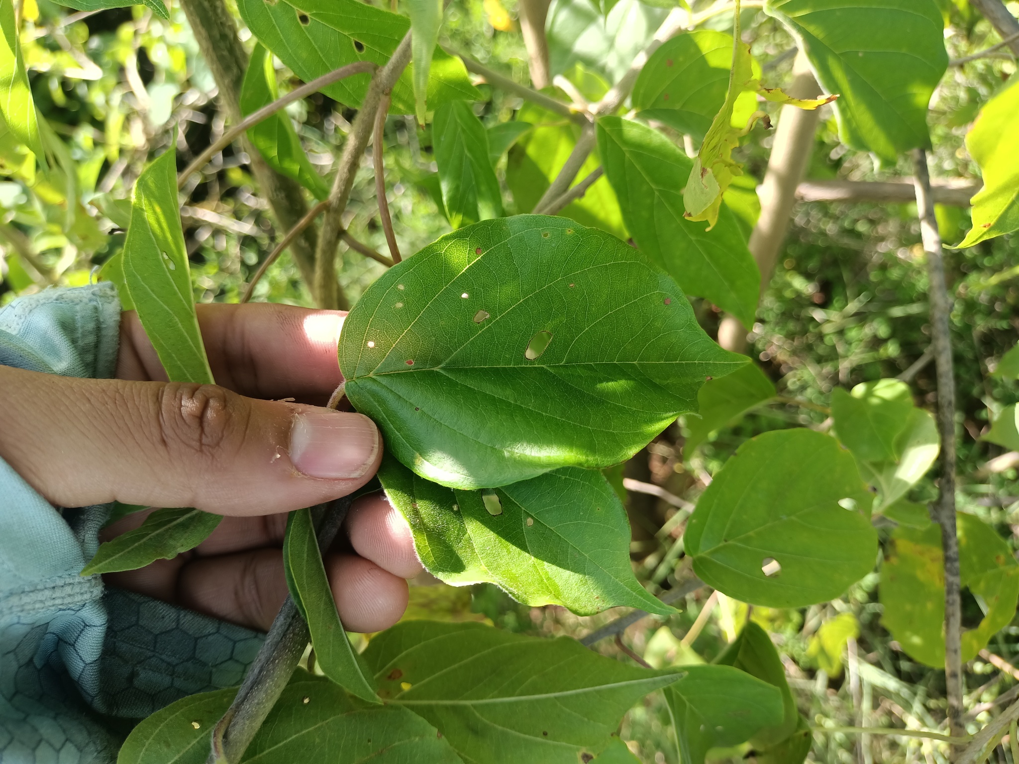 Imagem de Heteropterys brachiata