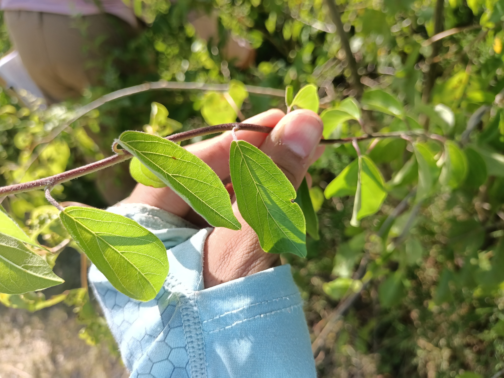 Imagem de Heteropterys brachiata
