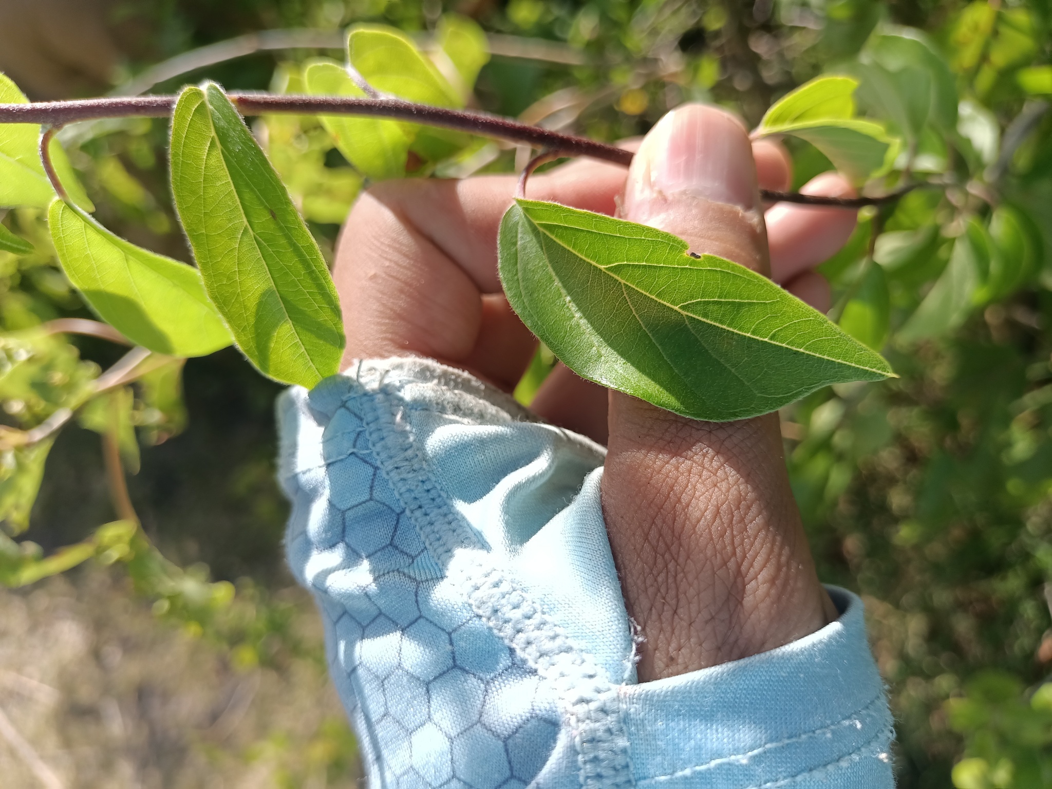 Imagem de Heteropterys brachiata