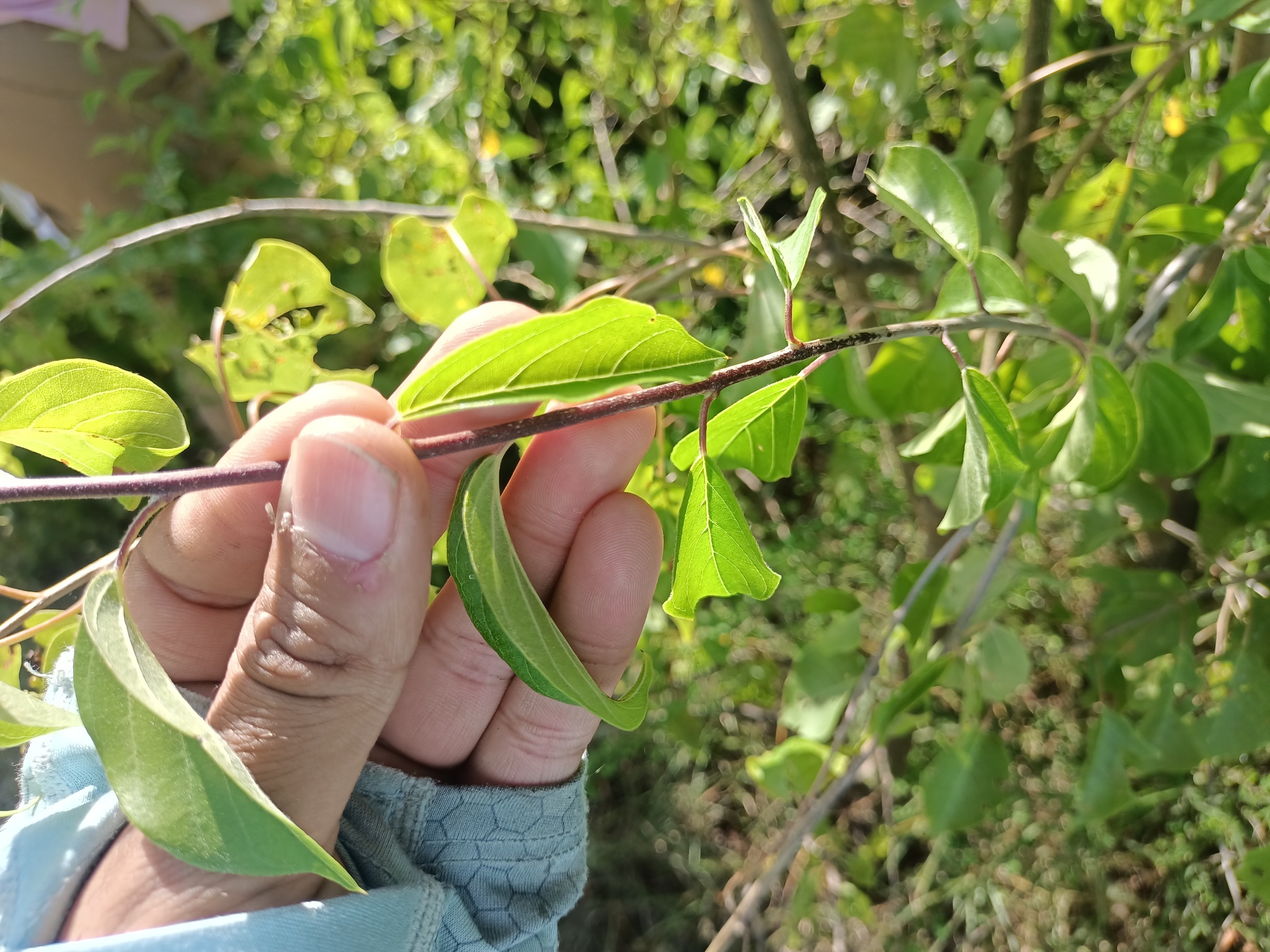 Imagem de Heteropterys brachiata