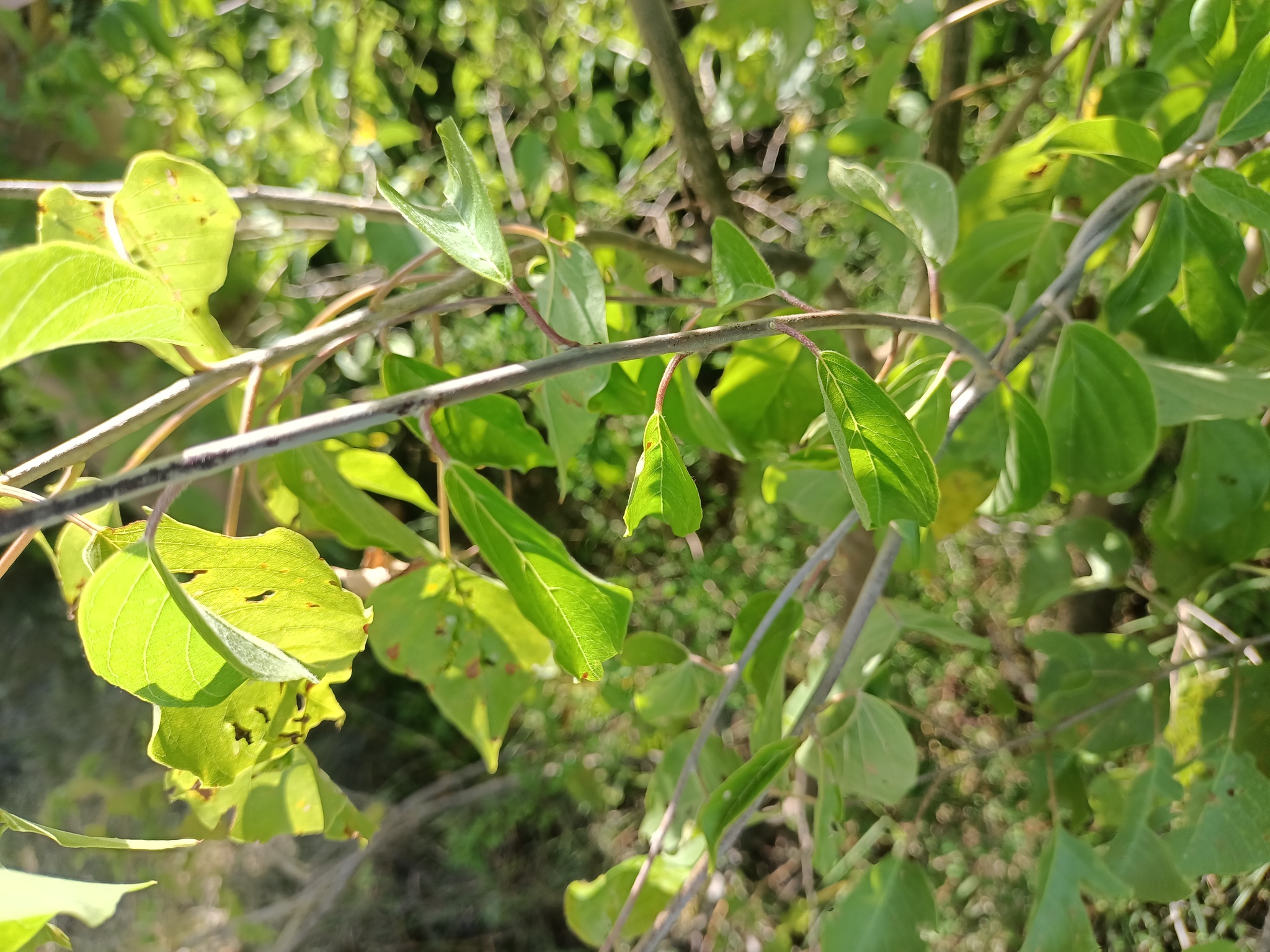 Imagem de Heteropterys brachiata