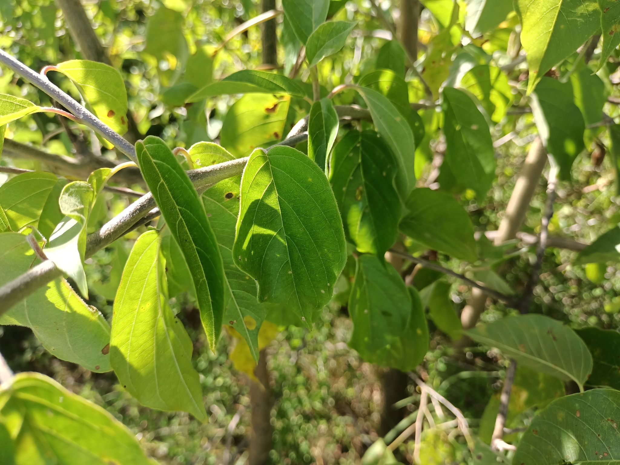Imagem de Heteropterys brachiata