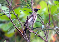 Pycnonotus barbatus
