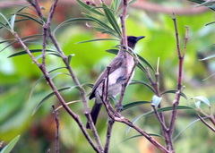 Pycnonotus barbatus