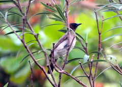Pycnonotus barbatus
